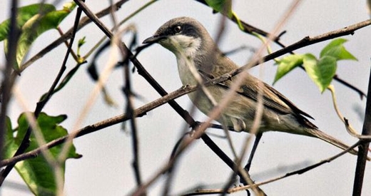 Lesser Whitethroat spotted